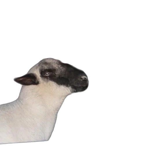 animal, creature, face, hat transparent PNG cut-out