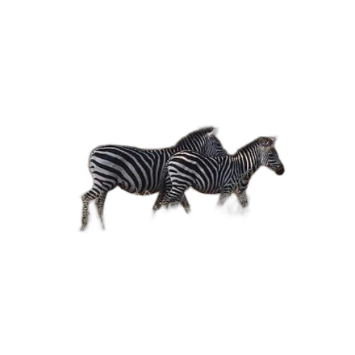 animal, creature, jewelry, furniture transparent PNG cut-out