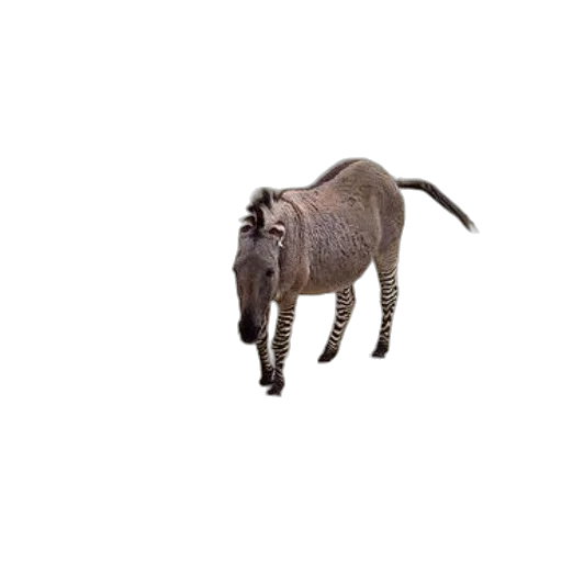 animal, creature, dragon, robot transparent PNG cut-out