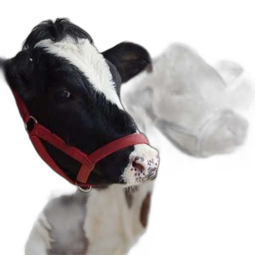 animal, mask, face, food transparent PNG cut-out