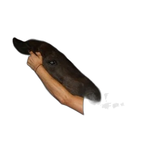 animal, hat, staff, mask transparent PNG cut-out