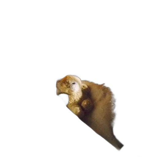 animal, staff, creature, hat transparent PNG cut-out
