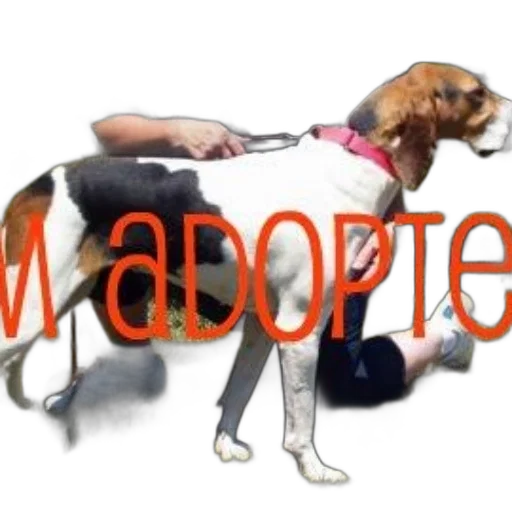 dog, red, collar, being transparent PNG cut-out