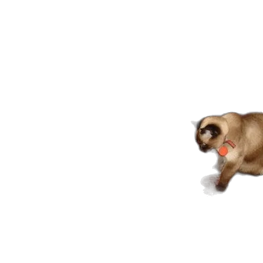 animal, creature, food, hair transparent PNG cut-out