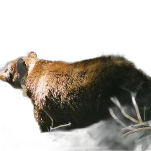 animal, creature, hair, weapon transparent PNG cut-out