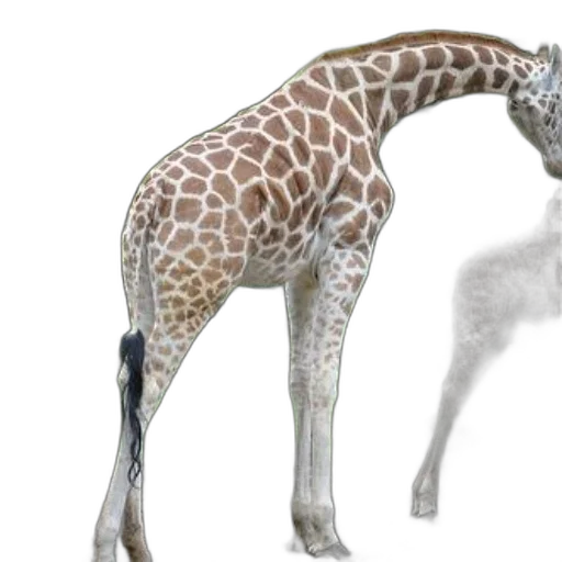 animal, creature, staff, concept art transparent PNG cut-out