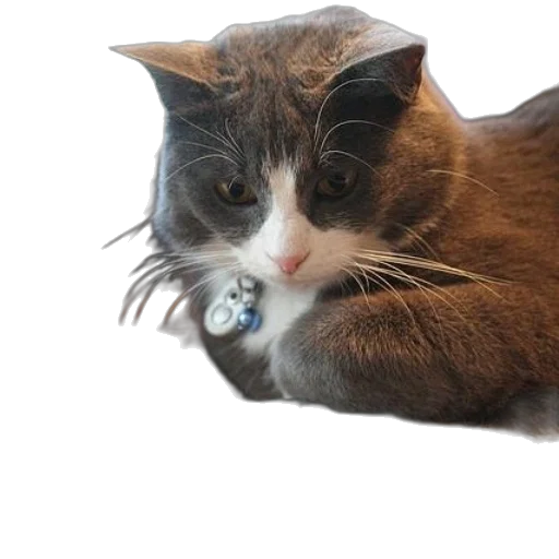 hat, animal, hair, creature transparent PNG cut-out