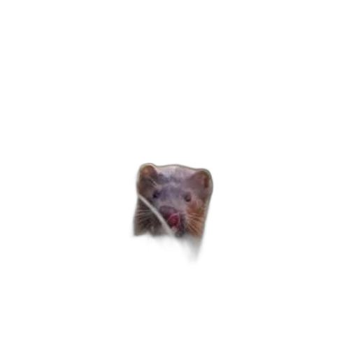 animal, creature, food, face transparent PNG cut-out