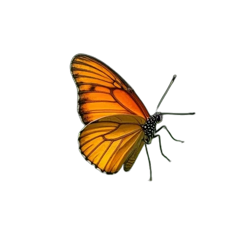 animal, creature, flower, umbrella transparent PNG cut-out