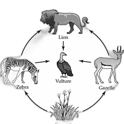 animal, food, web, diagram transparent PNG cut-out