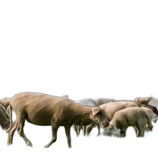 animal, creature, food, staff transparent PNG cut-out