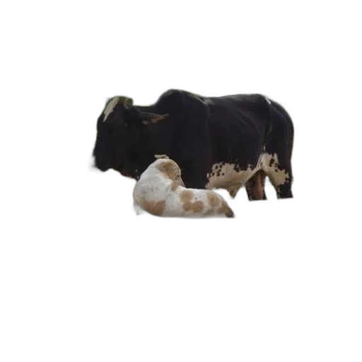 animal, food, 3d render, cow transparent PNG cut-out