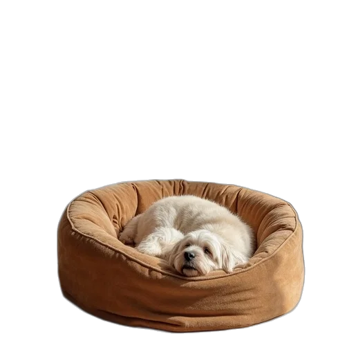 furniture, hat, crown, animal transparent PNG cut-out