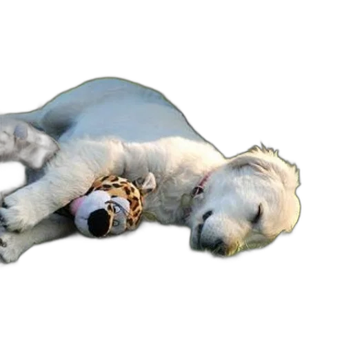 jewelry, animal, staff, creature transparent PNG cut-out
