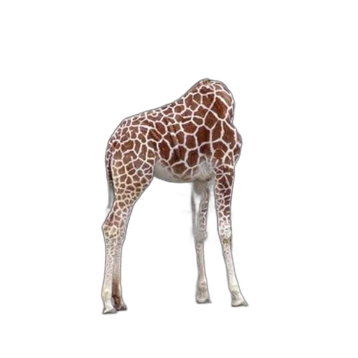 animal, creature, staff, hat transparent PNG cut-out