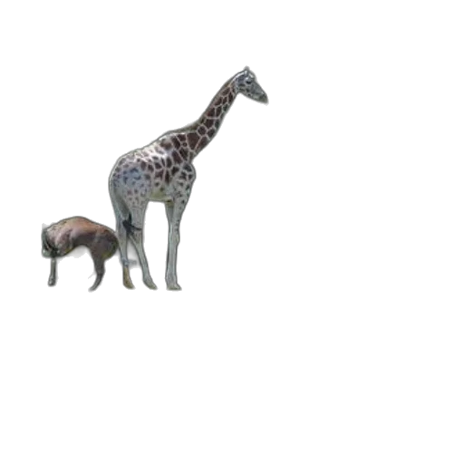 animal, creature, dragon, hat transparent PNG cut-out