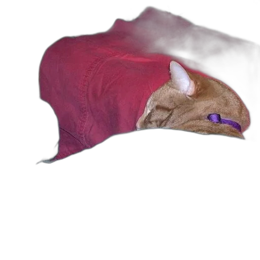 hat, animal, umbrella, creature transparent PNG cut-out