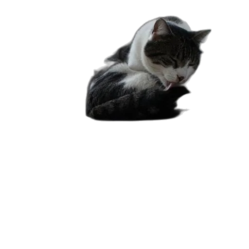 animal, staff, hat, creature transparent PNG cut-out