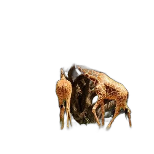 animal, creature, furniture, food transparent PNG cut-out