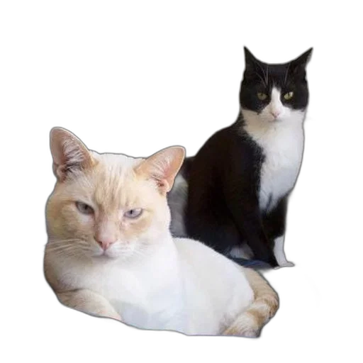 animal, furniture, hat, crown transparent PNG cut-out