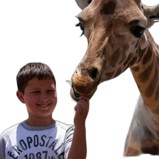 animal, creature, face, weapon transparent PNG cut-out