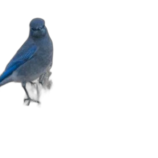 animal, creature, staff, weapon transparent PNG cut-out