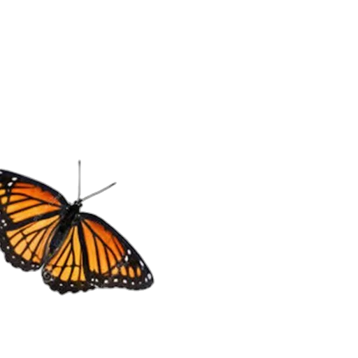 animal, creature, crown, umbrella transparent PNG cut-out