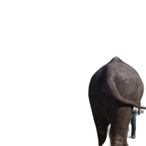 hat, staff, umbrella, animal transparent PNG cut-out