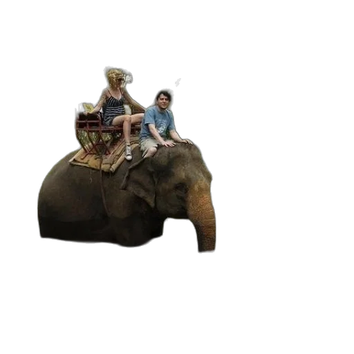 animal, hat, furniture, car transparent PNG cut-out