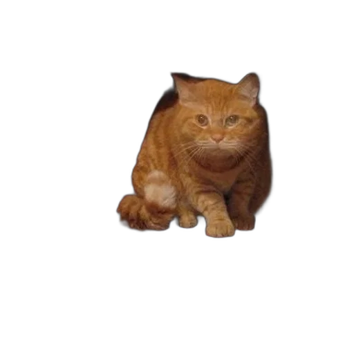 animal, creature, staff, face transparent PNG cut-out