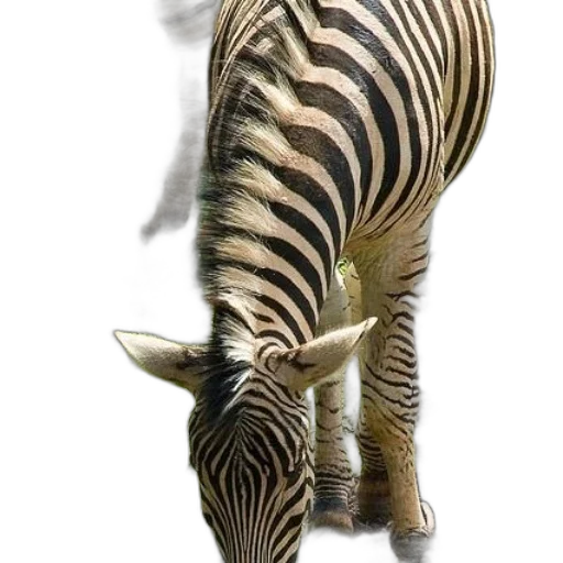 animal, creature, staff, weapon transparent PNG cut-out