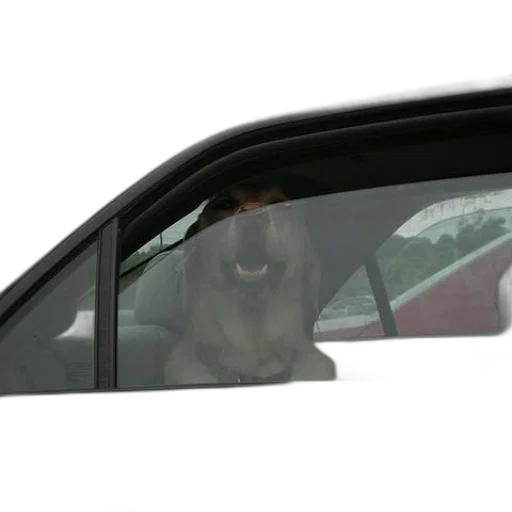 animal, car, creature, face transparent PNG cut-out