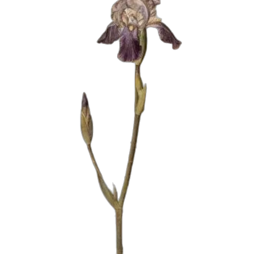 flower, staff, crown, weapon transparent PNG cut-out