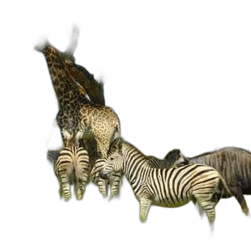 animal, creature, jewelry, furniture transparent PNG cut-out