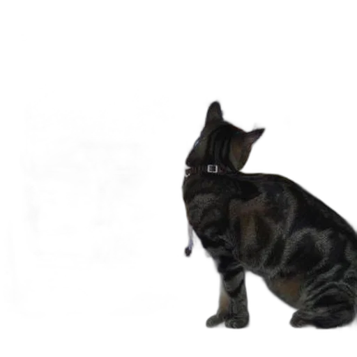animal, staff, creature, weapon transparent PNG cut-out