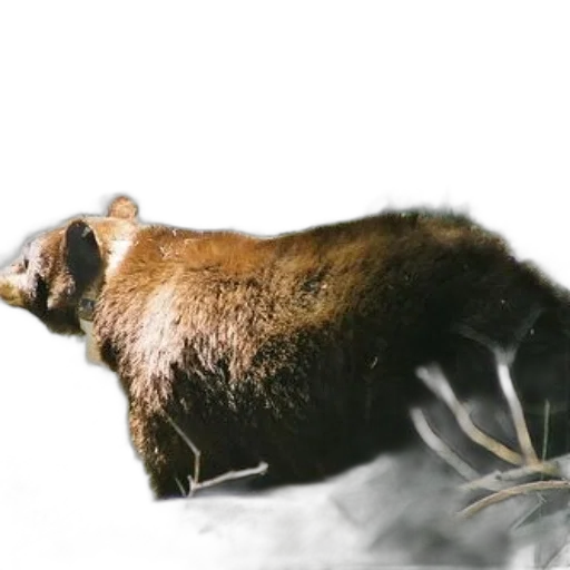 animal, creature, hair, weapon transparent PNG cut-out