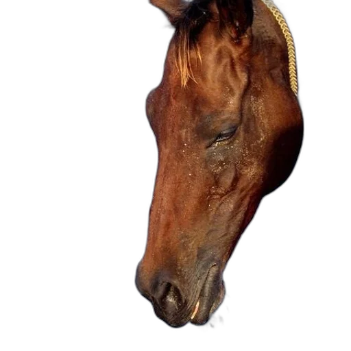 animal, jewelry, staff, crown transparent PNG cut-out