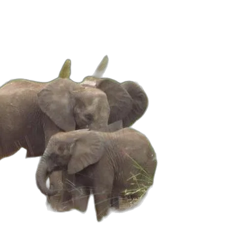 animal, jewelry, weapon, 3d render transparent PNG cut-out