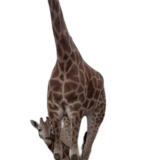 animal, creature, staff, weapon transparent PNG cut-out