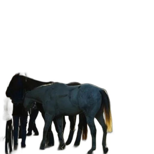 animal, staff, creature, crown transparent PNG cut-out