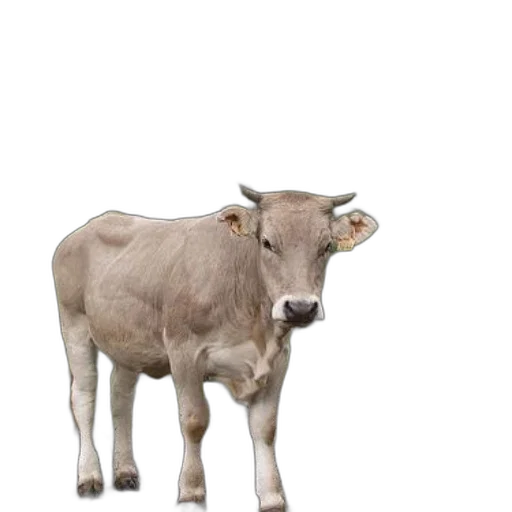 animal, creature, food, staff transparent PNG cut-out