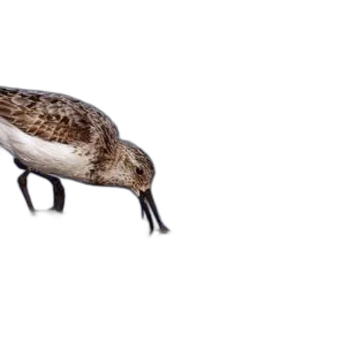animal, creature, shoes, hair transparent PNG cut-out