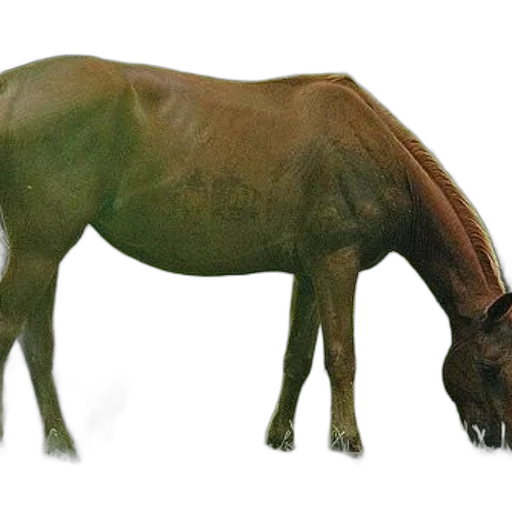 animal, creature, dragon, staff transparent PNG cut-out