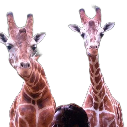 animal, photorealistic, 3d render, two transparent PNG cut-out