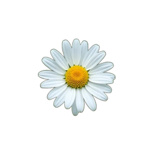 flower, jewelry, crown, staff transparent PNG cut-out