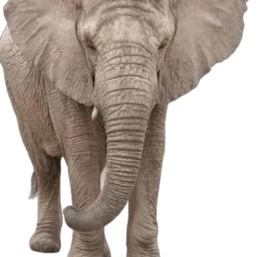 animal, creature, staff, face transparent PNG cut-out