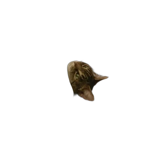 animal, mask, hat, creature transparent PNG cut-out