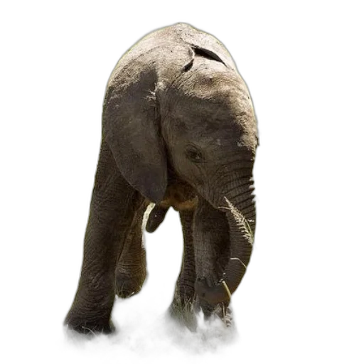 animal, creature, staff, face transparent PNG cut-out