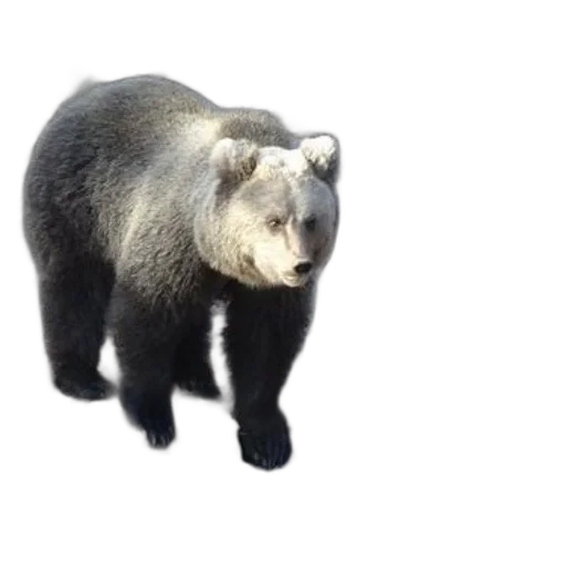 animal, creature, staff, face transparent PNG cut-out