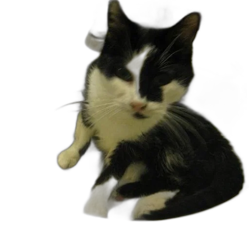 staff, animal, hat, 3d render transparent PNG cut-out